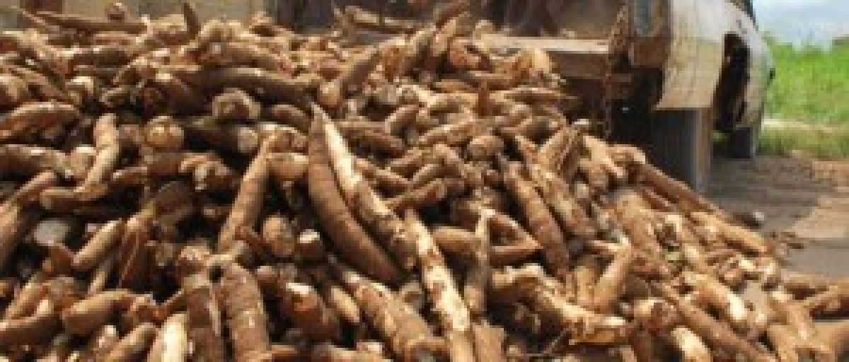 Jolaagbe Farms from Nigeria
